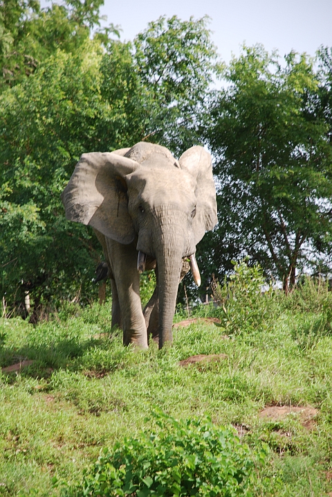 Elefantenbulle im Mole Nationalpark