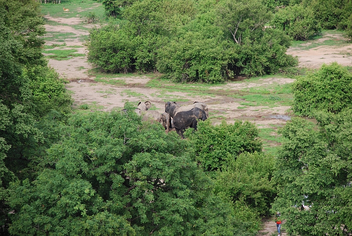 Der kleine Elefant wird zum Schutz vor den Menschen in die Mitte genommen