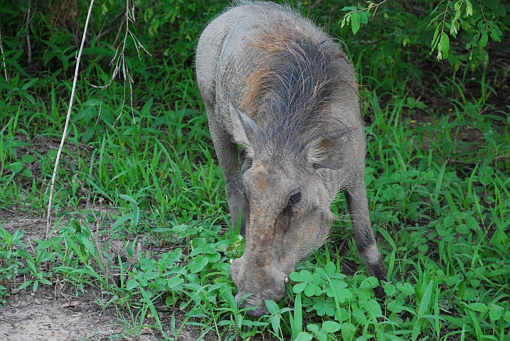 Weibliches Warzenschwein ganz nah