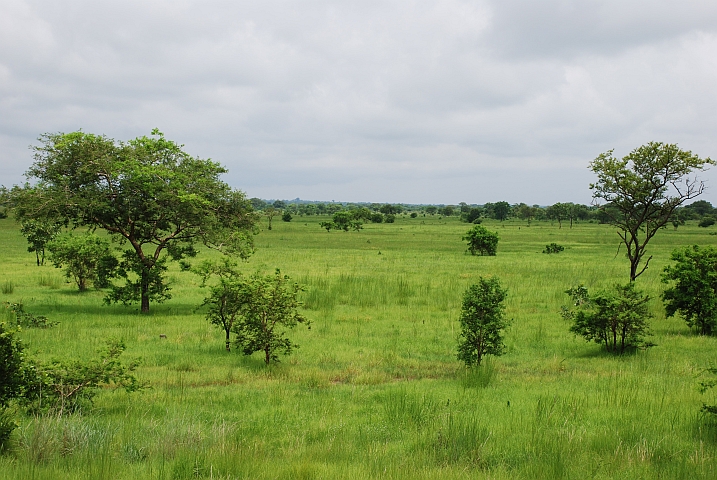 Savannenlandschaft zwischen Tamale und Salaga