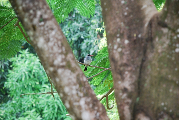 Woodland Kingfisher (Senegalliest)