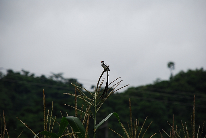 Pin-tailed Whydah (Dominikanerwitwe)