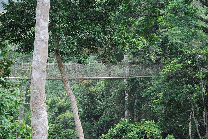 Hängebrücke des “Canopy Walk“ im Kakum Nationalpark