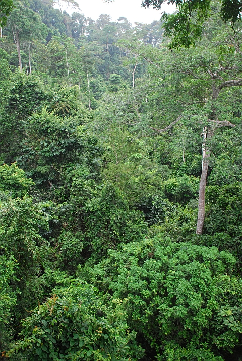 Kakum Nationalpark