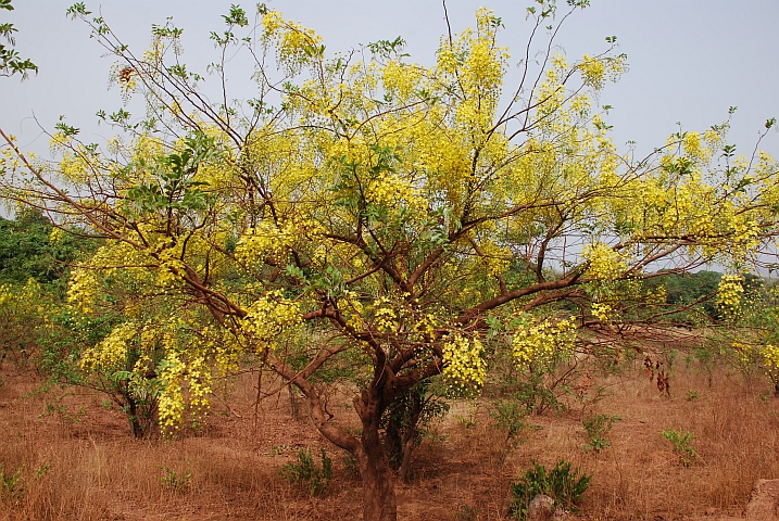 Einer der vielen gelb blühenden Bäume in Guinea