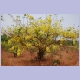 Einer der vielen gelb blühenden Bäume in Guinea