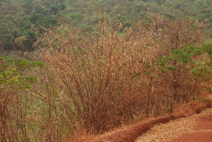 Bambus am Pistenrand zwischen Koundara und Labé