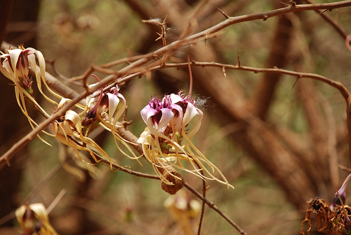 Kleine Blüten im nördlichen Guinea