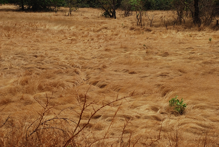 Graslandschaft im nördlichen Guinea