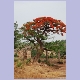 Flamboyant-Baum bei Labé