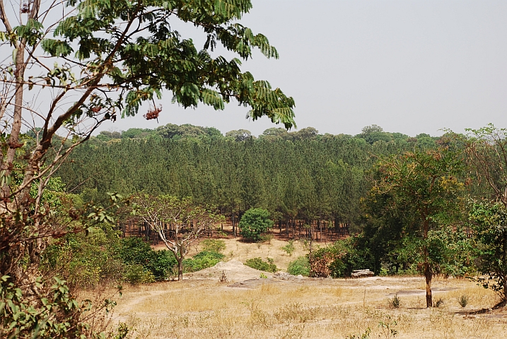 Kiefernwald bei Labé