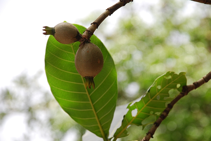 Unbekannte Frucht