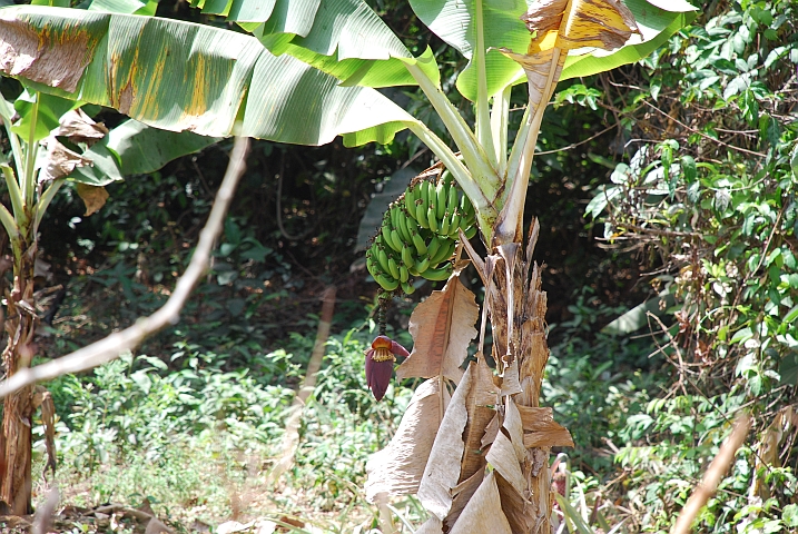 Bananen mit Fruchtstand