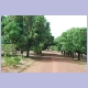 Mangobaum-Allee in einem Dorf an der Piste nach Niandankoro