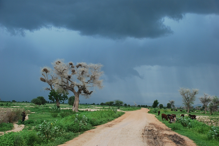 Die Piste kurz nach der Grenze Nigeria-Kamerun bei Limani