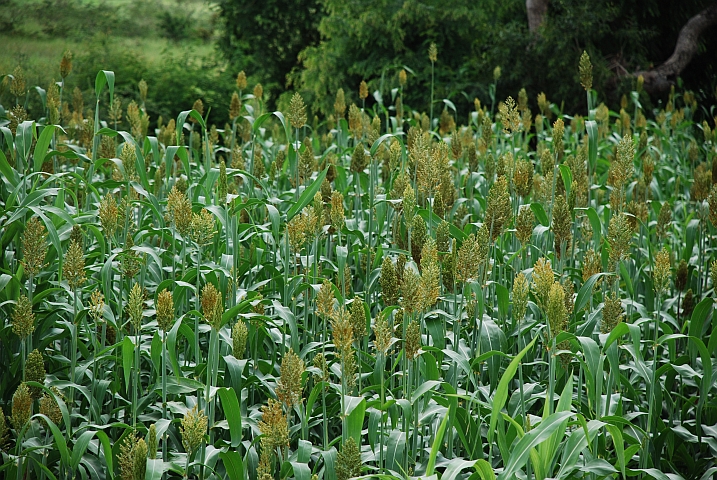 Hirsefeld im Norden von Kamerun