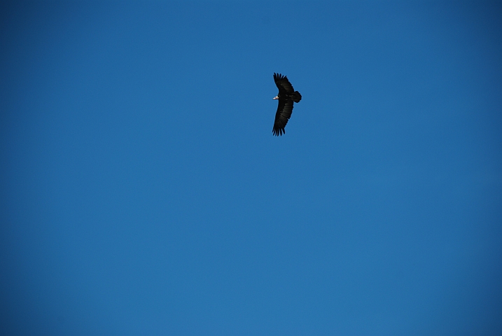 Hooded Vulture (Kappengeier)