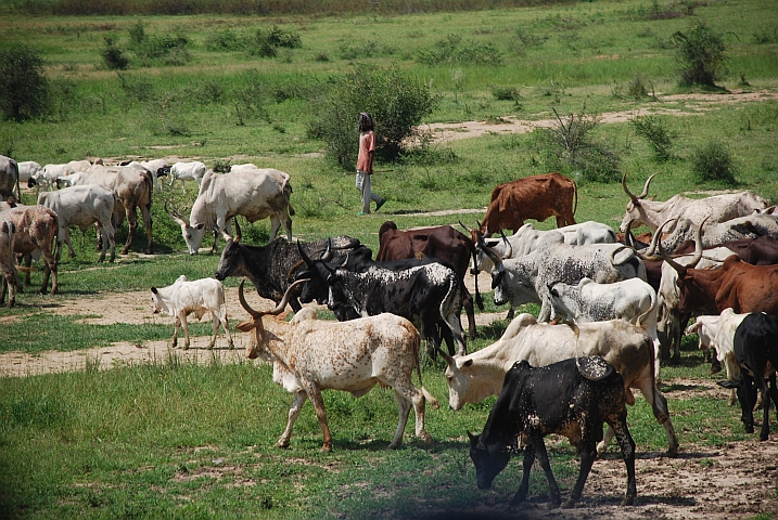 Rinderherde bei Garoua