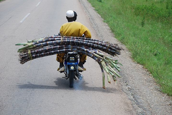 Bambustransport zwischen Garoua und Ngong