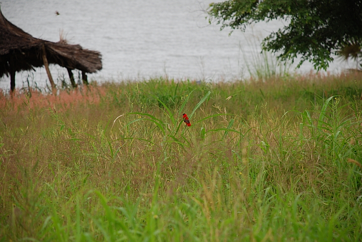 Northern Red Bishop (Feuerweber)