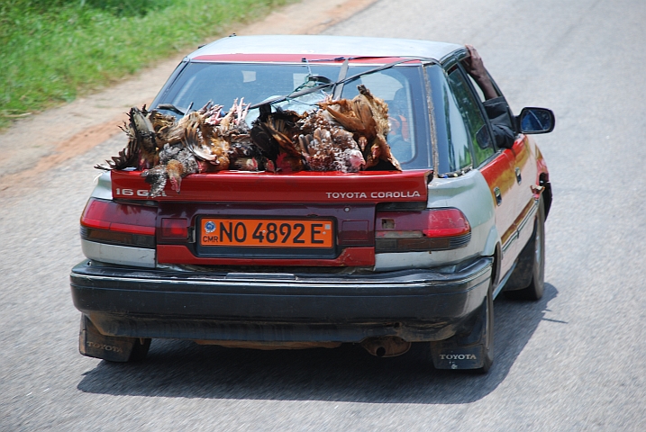 Hühnertransport à la camerounais