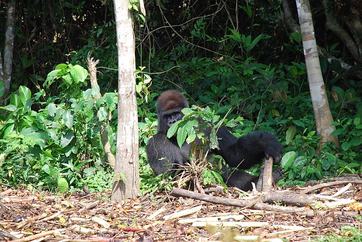 Rupert, 19 Jahre alter Gorilla