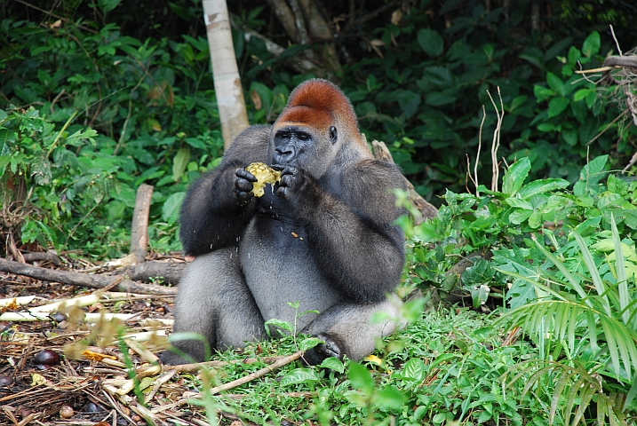 Der Gorilla Namens Titi im Léfini-Reservat