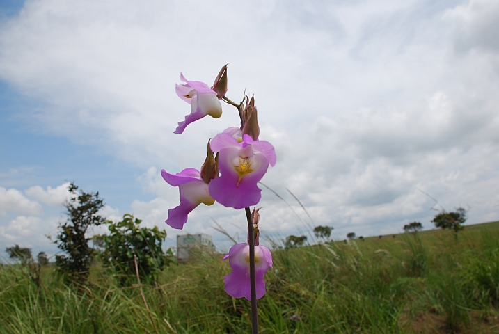 Orchidee im Léfini-Reservat mit Obelix im Hintergrund