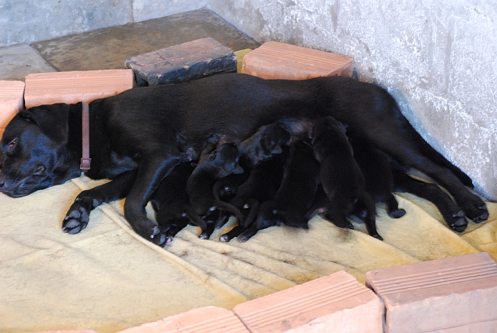 Der grosse Wurf, acht Hundebabys mit ihrer Mutter