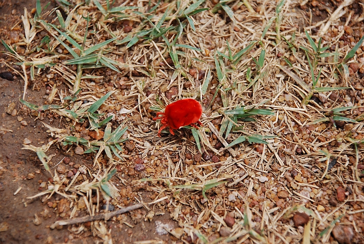 Roter Käfer im Le Cactus