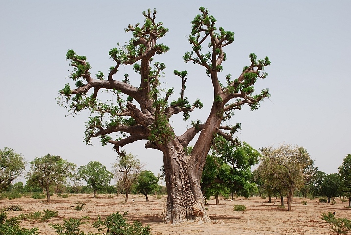 Baobab