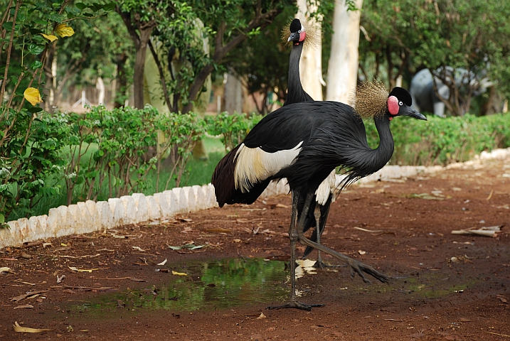 Black Crowned Crane (Kronenkranich) in Teriya Bugu
