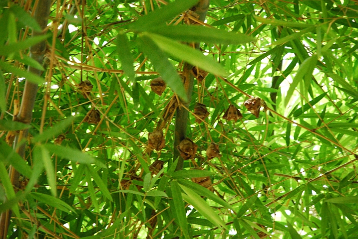 Flughunde beim Mittagsschläfchen in Teriya Bugu