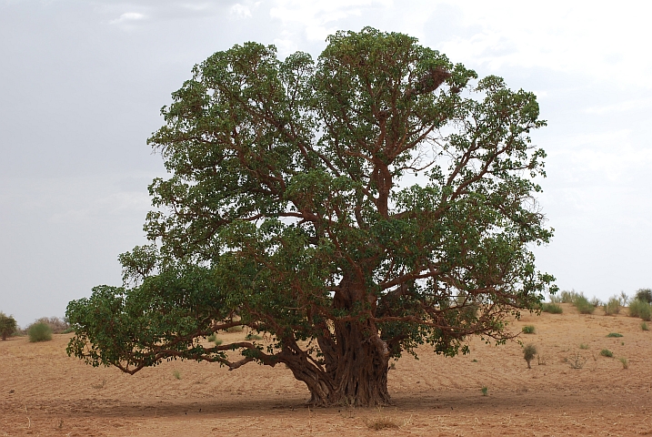 Baum Im Niger-Binnendelta