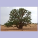 Baum Im Niger-Binnendelta