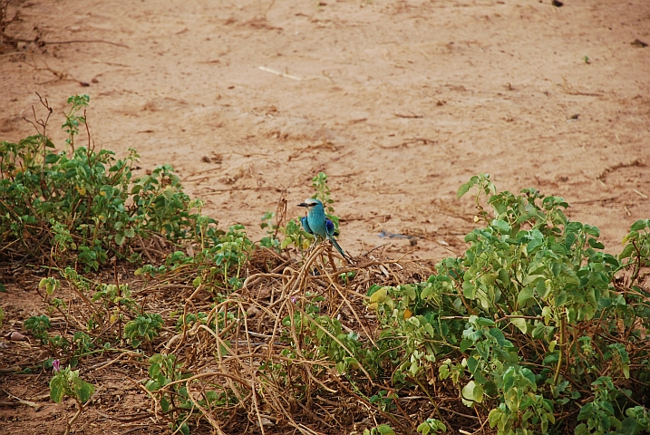 Abyssinian Roller (Senegalracke)