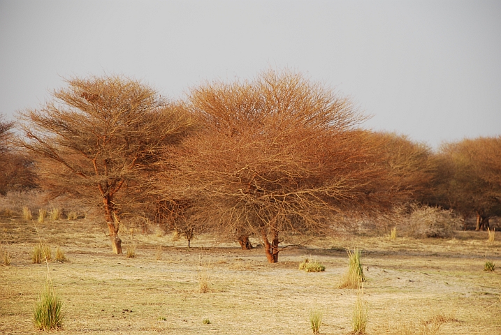 Bäume im Abendlicht im Niger-Binnendelta