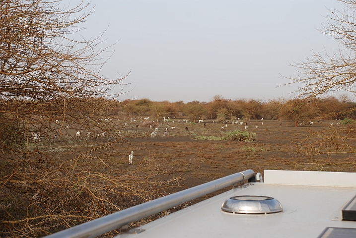 Eine Schaffherde besucht uns am Morgen im Bushcamp