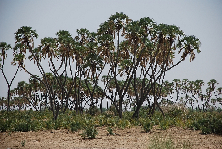 Dumpalmen im Niger-Binnendelta