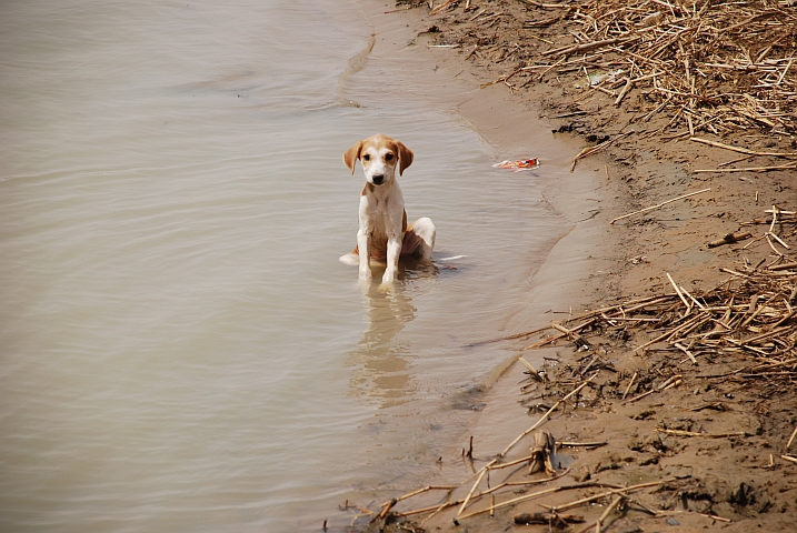 Hundejunges: Als ob er auf uns gewartet hätte, wir mussten uns zusammenreissen um ihn nicht mitzunehmen...