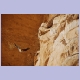 Abdim’s Störche (Abdim’s Stork) nisten in den Felsen oberhalb Teli
