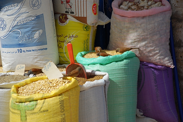 Spatzen lassen es sich in Essaouira gut gehen