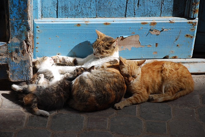 Katzen in Essaouira