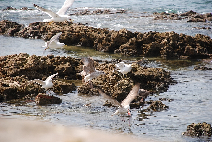 Möwen streiten sich um einen Fisch beim Fischerhafen von Essaouira