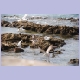 Möwen streiten sich um einen Fisch beim Fischerhafen von Essaouira