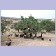Ziegen klettern in die Arganienbäume um die Nüsse zu fressen