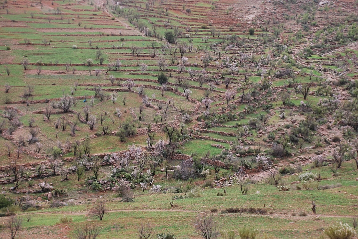 Mandelbäume im Antiatlas vor Tafraoute