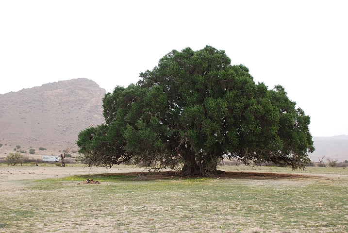 Schöner, alter Arganienbaum im Antiatlas