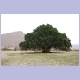 Schöner, alter Arganienbaum im Antiatlas