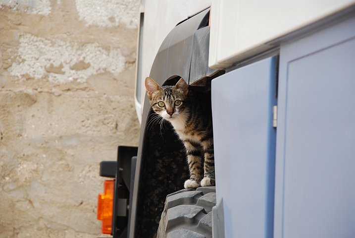 Die kleine Hauskatze in der Nouvell Auberge in Nouâkchott